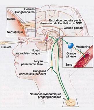 cerveau